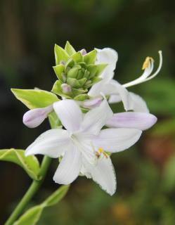 Hosta 'Golden Doré'