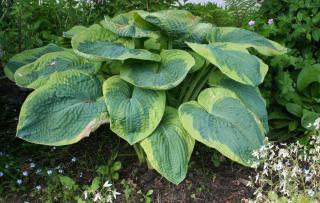 Hosta 'Tokudama Flavocircinalis'