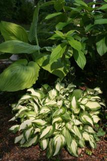 Hosta undulata - Hosta 'Sum and Substance'