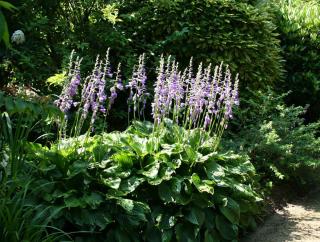 Hosta variétés