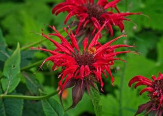 Monarde fleur comestible