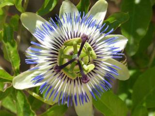 Passiflore bleue : plante aphrodisiaque pour booster la libido