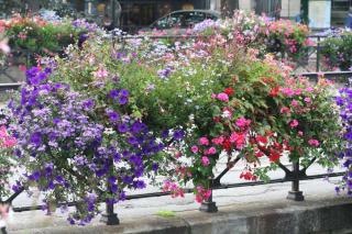 Petunia composition association jardiniere suspension