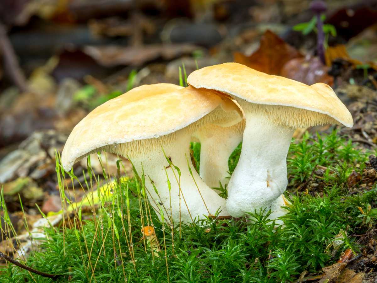 Pied de mouton champignon