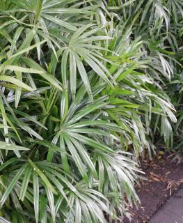Plantation Rhapis excelsa - palmier bambou