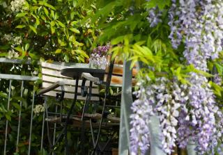 Plante grimpante parfumée terrasse balcon