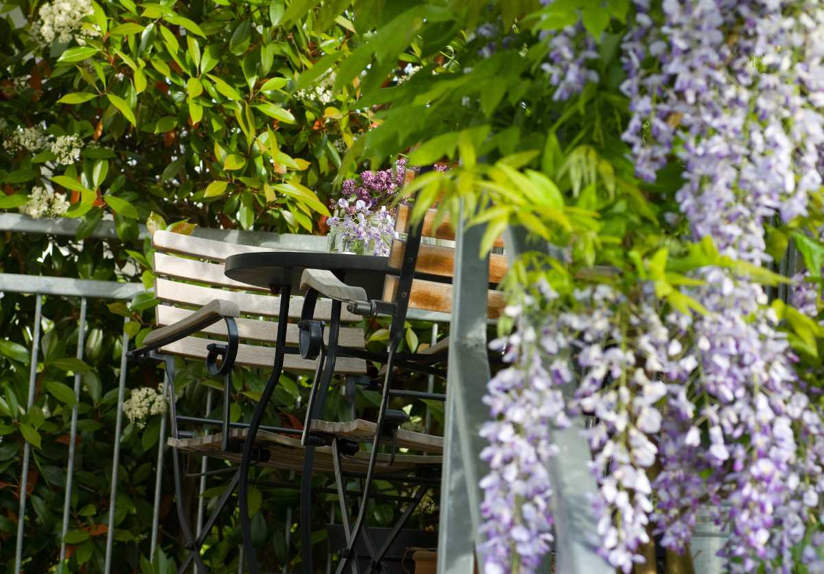 Plante grimpante parfumée terrasse balcon