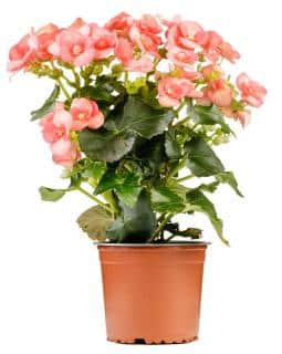 Planter plantation begonia tubereux