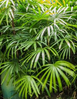Rhapis excelsa - palmier bambou