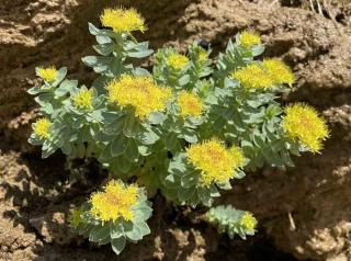 Plante du sportif : Rhodiola rosea