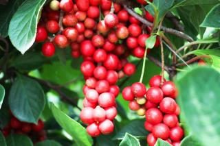 Plante du sportif : Schisandra chinensis