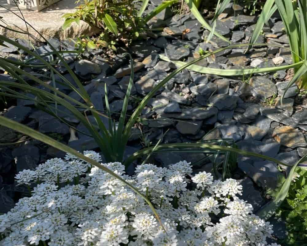 Toile de paillage synthétique : bonne ou mauvaise idée ?