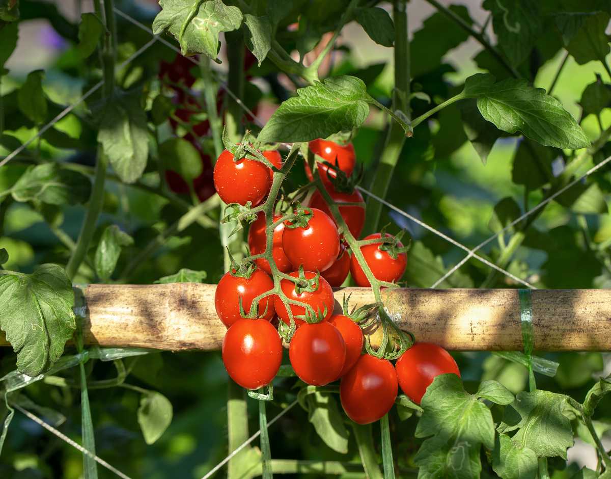 matelas côté Anecdote entretien tomates cerises en pot Jeter Pelmel ...