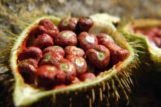 L'Urucum pour stimuler le bronzage