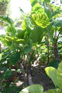 Xanthosoma, Alocasia