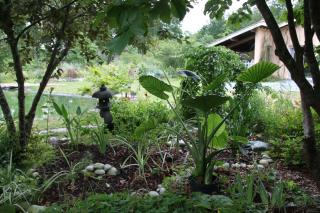 Xanthosoma sagitiffolia, Alocasia - chou caraibe