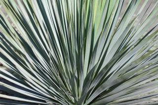 Yucca rostrata - plante pour jardin design