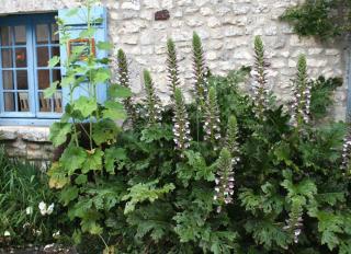 acanthus mollis, grandes feuilles