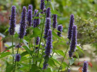 agastache fleur comestible