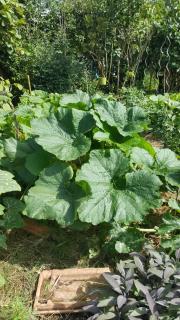 avantage butte culture permaculture