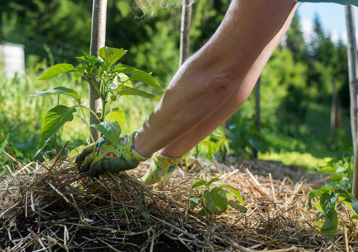 avantage inconvenient culture butte permaculture