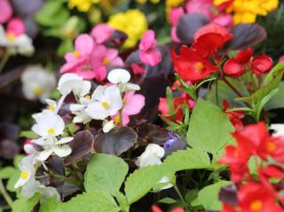 begonia fleur comestible