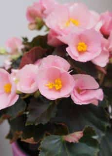 begonia tuberhybrida tuberosa