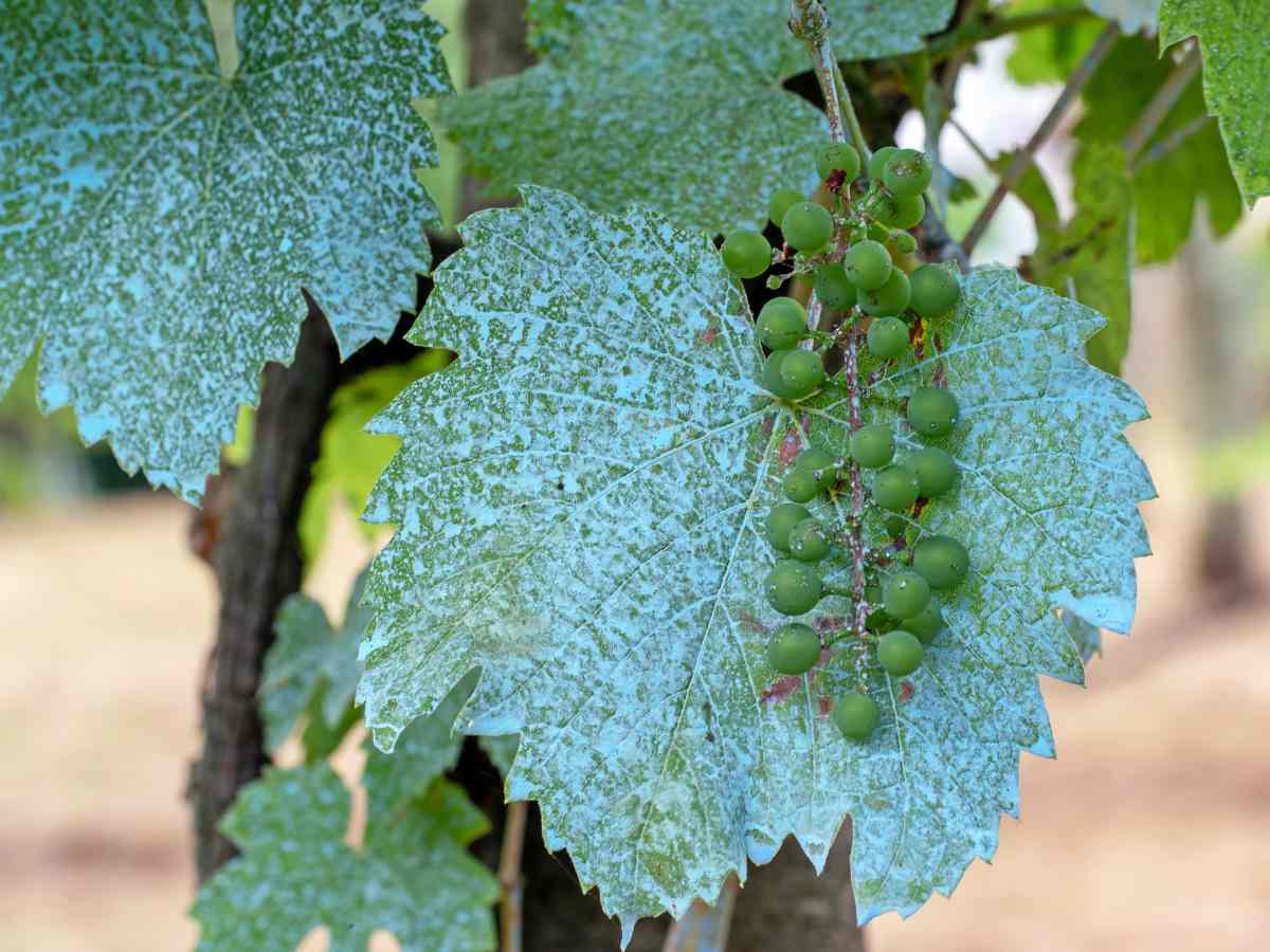 Bouillie bordelaise : utilisation au jardin et au potager