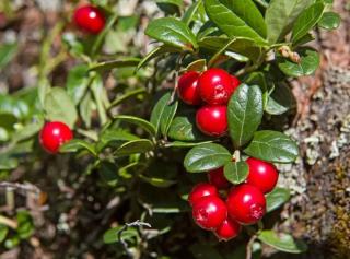 canneberge arbre cranberries