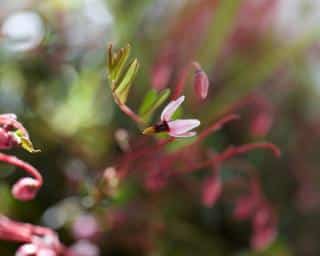 canneberge fleurs roses