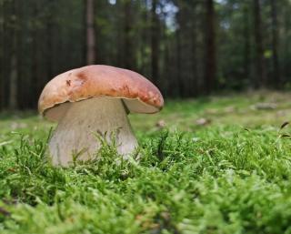 cepe d'ete - Boletus aestivalis