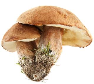 cepe d'ete - Boletus aestivalis - cepe reticulé