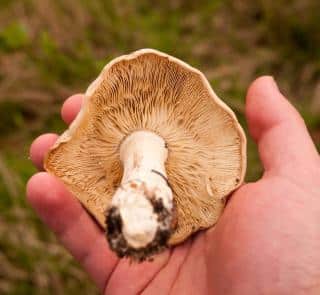 champignon de la Saint Georges