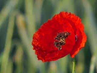 coquelicot fleur comestible