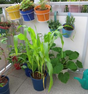 cultiver maïs balcon terrasse