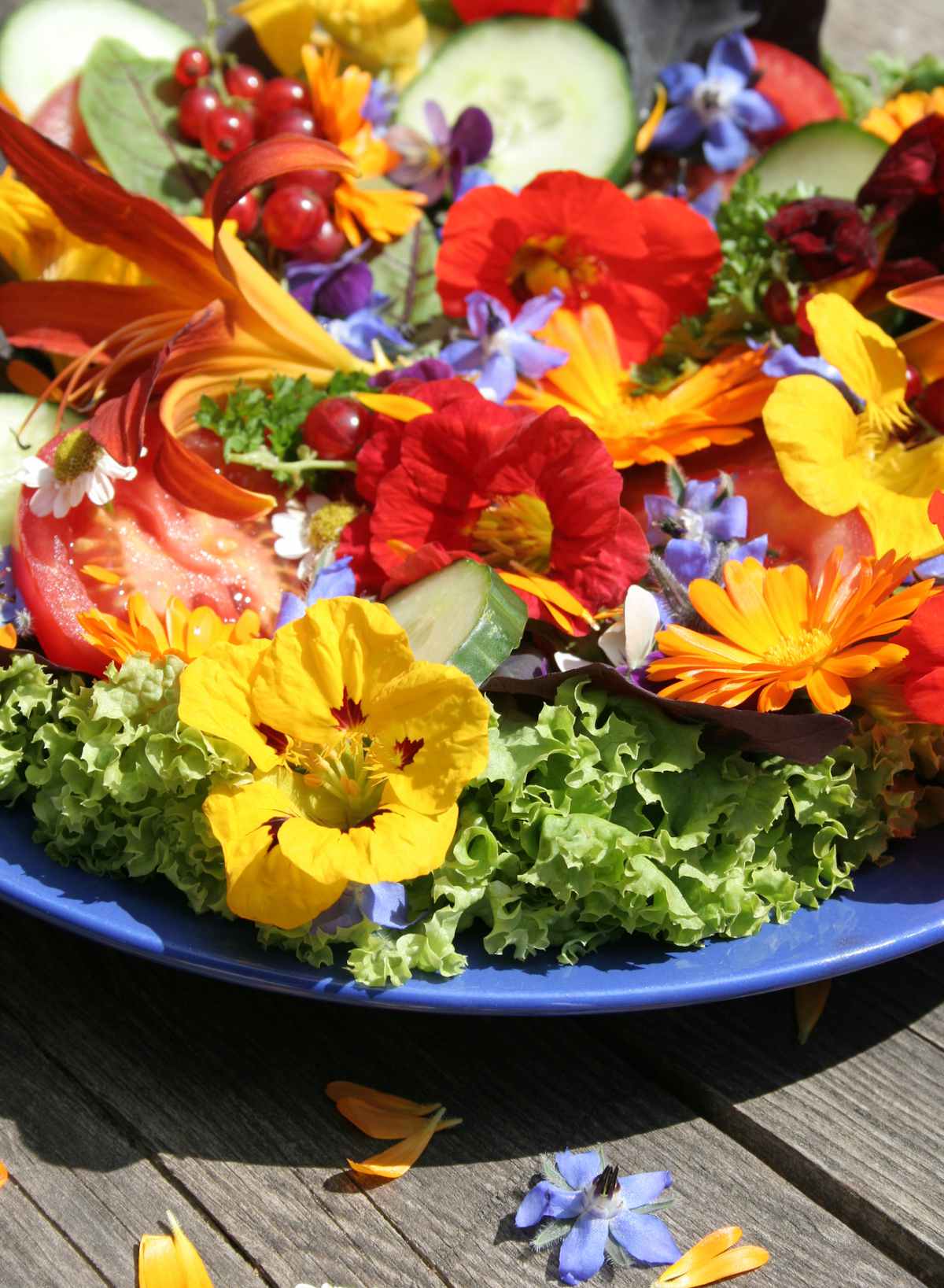 fleurs comestibles salade
