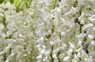 glycine parfumée à fleur blanche
