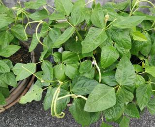 haricots à rames balcon