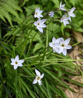 ipheion entretien