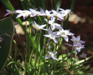 ipheion plantation