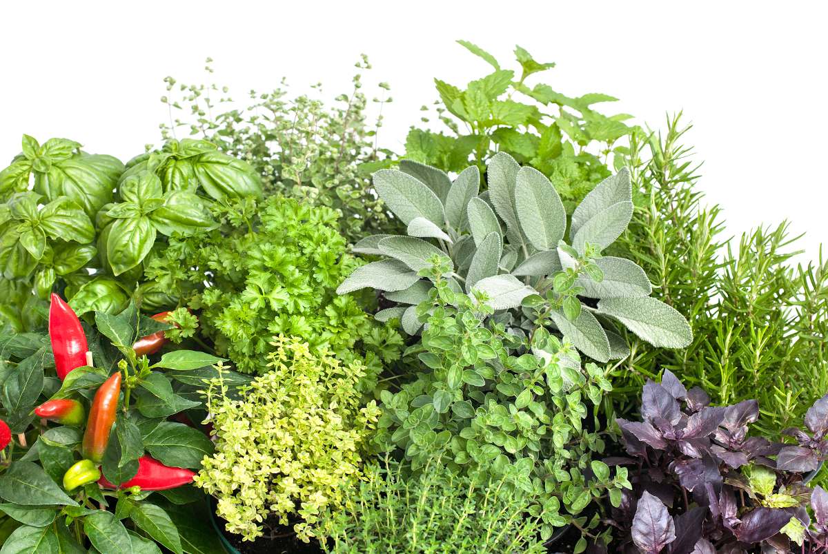 9 plantes aromatiques indispensables au potager - Gamm vert