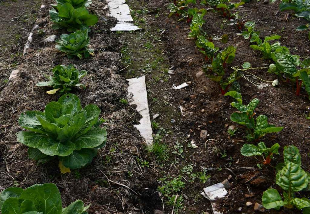 jardinage lasagne potager avantage