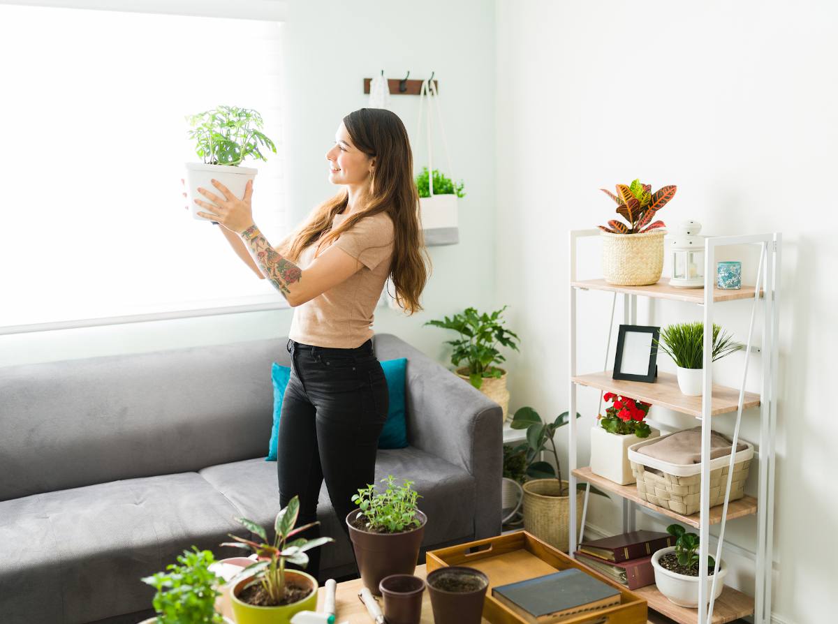 15 plantes d'intérieur pour purifier l'air de votre maison ! - Wepot