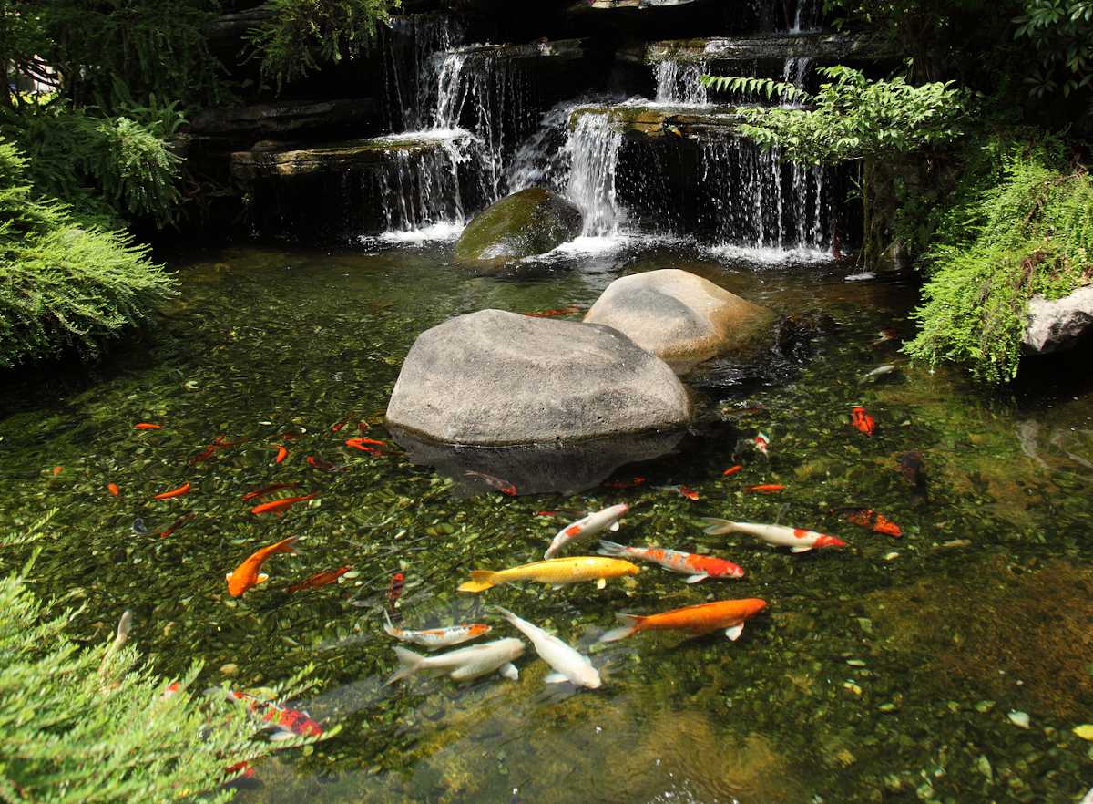 poisson de bassin - jardin