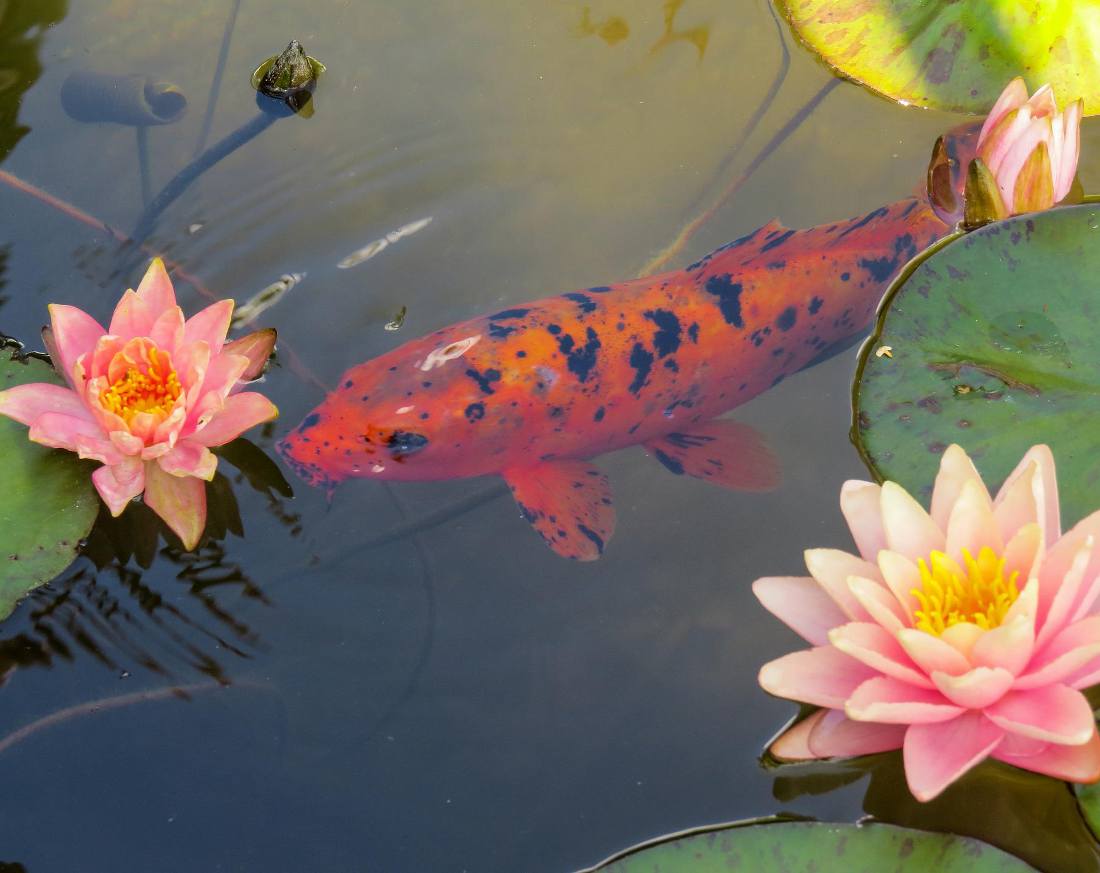 Poisson rouge pour bassin de jardin