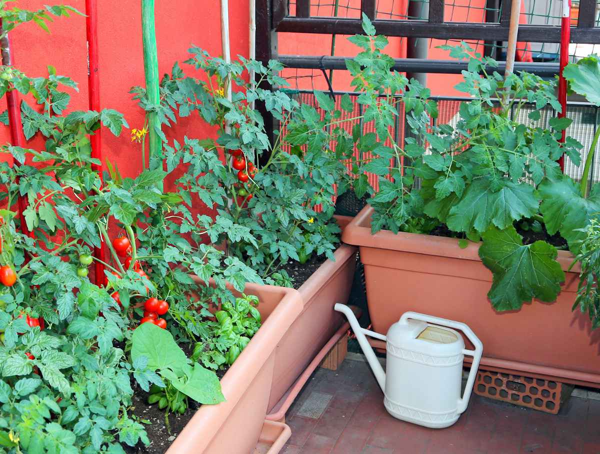 potager balcon legumes