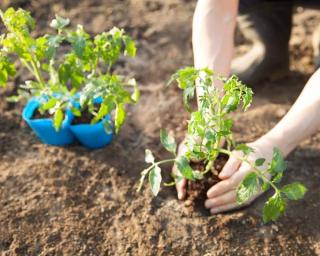 saint de glace potager legumes