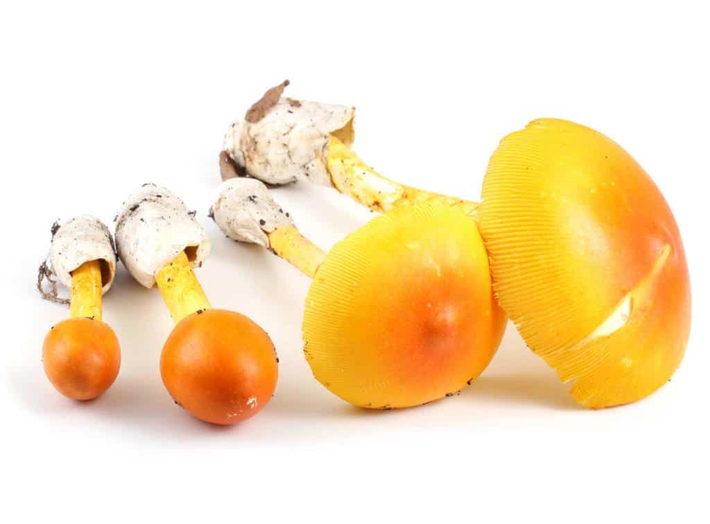 Oronge Champignon Prix Au Kilo