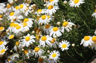 Anthemis canaries floraison - Argyranthemum