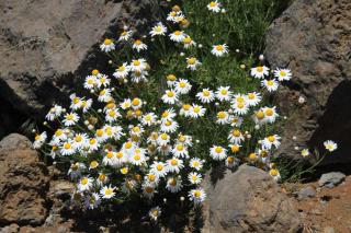 Argyranthemum sp - anthemis blanche en fleur